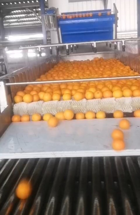 orange conveyor system production line